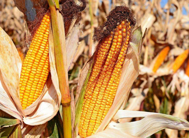 玉米供求關(guān)系影響著價(jià)格，2022年我國玉米播種面積和產(chǎn)量或?qū)⒊掷m(xù)增加(圖4)