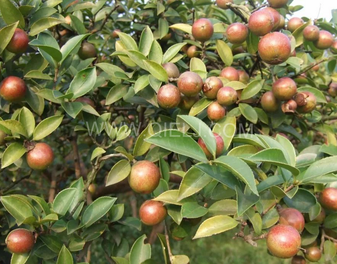 茶籽油壓榨設備認準企鵝機械，性能穩(wěn)定操作便利(圖1)