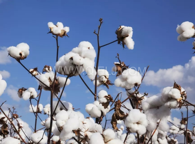 棉籽油精煉設(shè)備，充分脫離棉酚生產(chǎn)健康營養(yǎng)油(圖1)